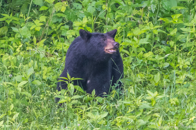 "Black Bear"